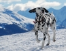 aramis-montagna-che-passione.jpg