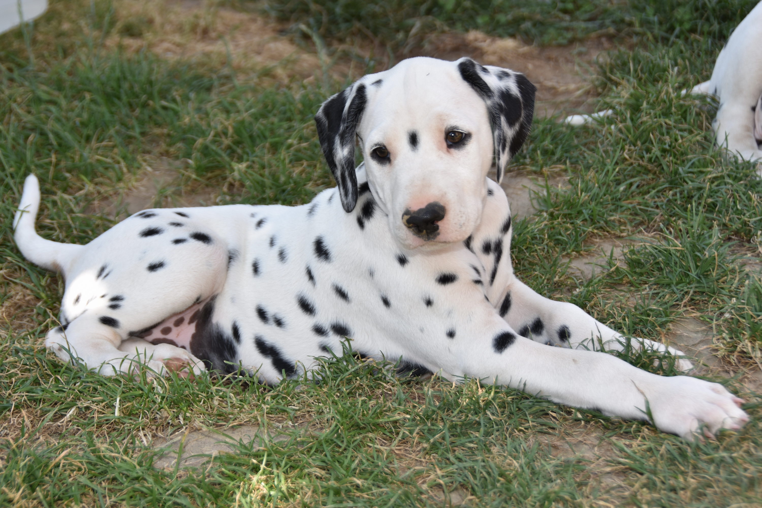 Diletta e si suoi cuccioli