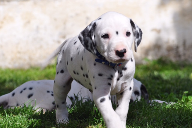 Diletta e si suoi cuccioli