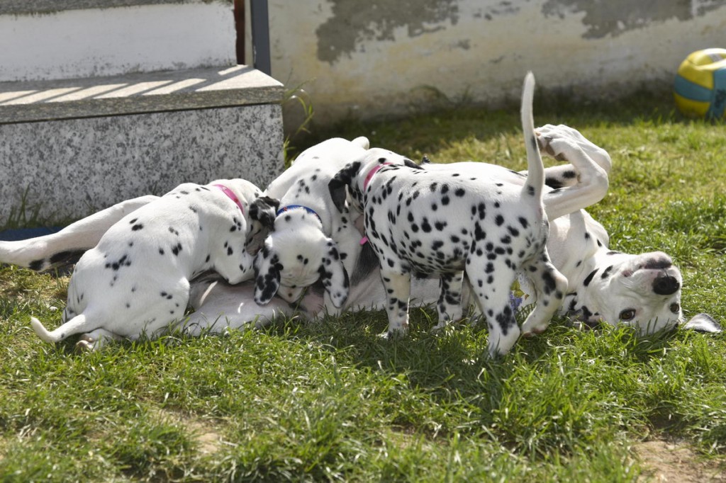 Diletta e si suoi cuccioli