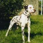 Eolo delle Crose