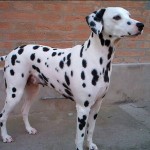 Giuditta delle Crose