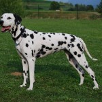 Notizia di cronaca delle Crose
