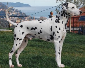 Mangiami di baci delle Crose